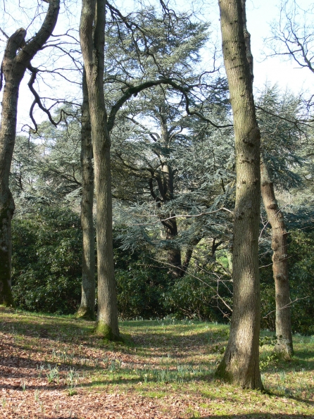 Bois des Moutiers (43) mars 2012